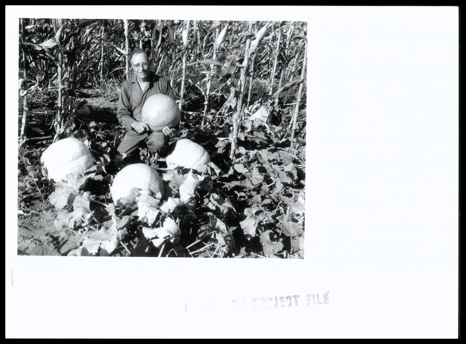 Photograph of Sam Holmberg with pumpkins (corn in background) grown on his farm. Pumpkin crop goes to Erick Band Mothers for purchase of band uniforms. Last year pumpkin crop of 1/4 ac. Produced $185.00 for Holmberg son's senior class which was used for trip to Washington. Holmberg is 1959 Father of the Year in Oklahoma as well as being a supervisor in the North Fork of Red River SCD. Holmberg is an excellent conservation farmer on this 640 ac. farm.