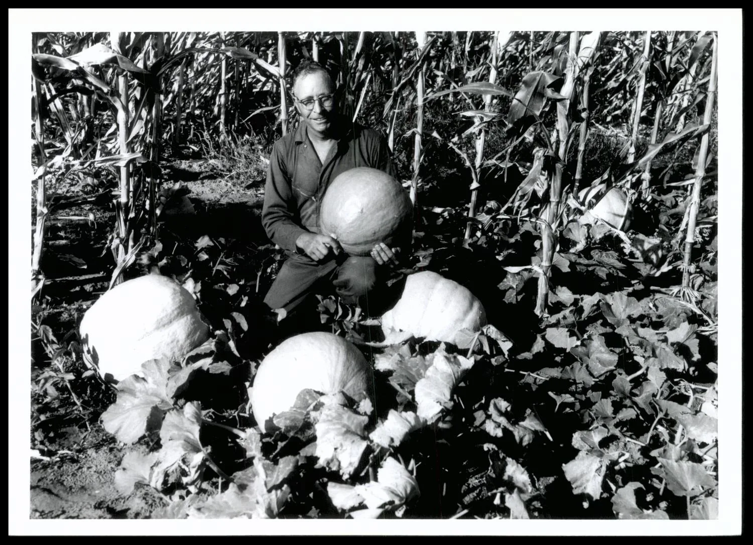 Photograph of Sam Holmberg with pumpkins (corn in background) grown on his farm. Pumpkin crop goes to Erick Band Mothers for purchase of band uniforms. Last year pumpkin crop of 1/4 acre produced $185 for Holmberg son's Senior class which was used for trip to Washington. Holmberg is 1959 Father of the Year in Oklahoma as well as being a suprevisor in the North Fork of Red River SCD. Holmberg is an excellent conservation farmer on his 640 acre farm.