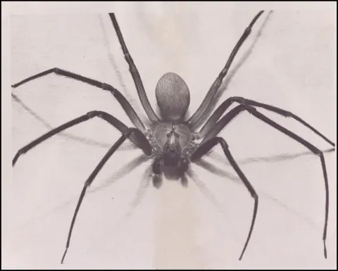 Animals, spiders.
